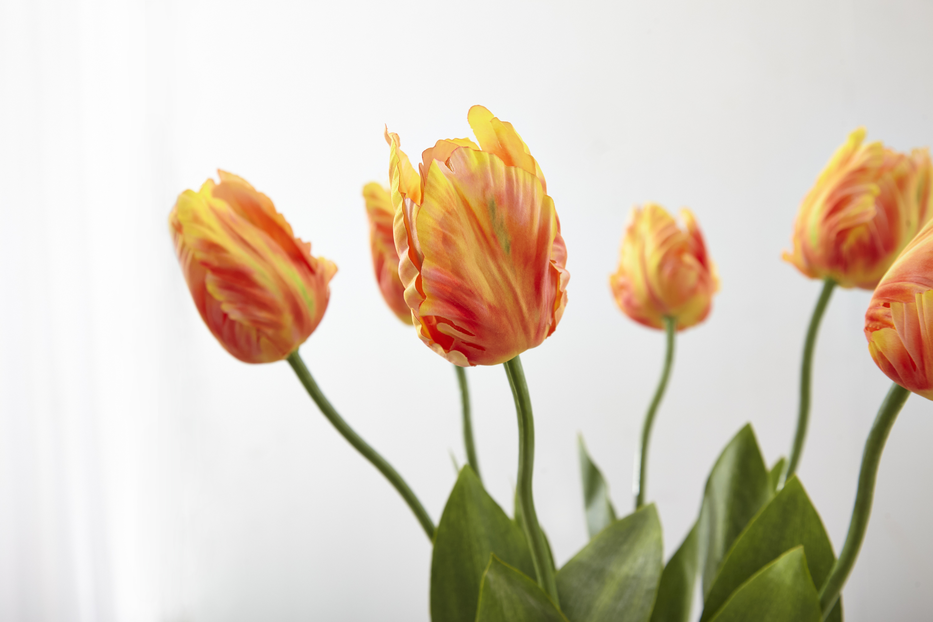 Tulips look as fresh as spring