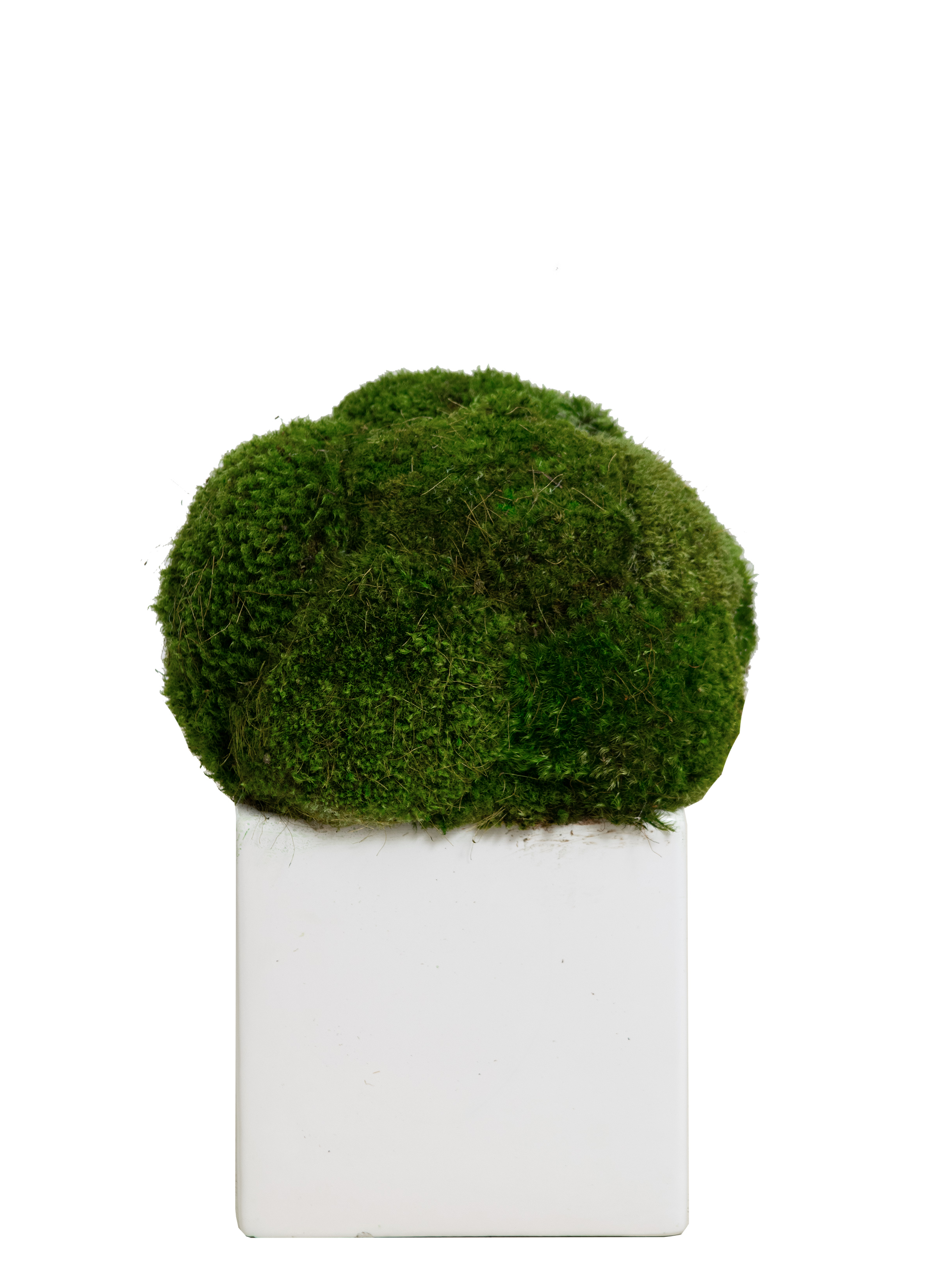 Moos moss in a white square container