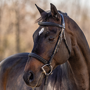 Menetics Dressage Snaffle Bridle on model
