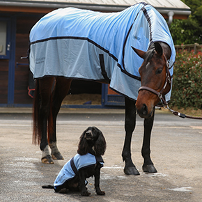 Equilibrium Therapy Quick Chill Horse & Dog Rugs on models