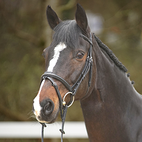 Menetics Flash Bridle Fancy Stitch on model