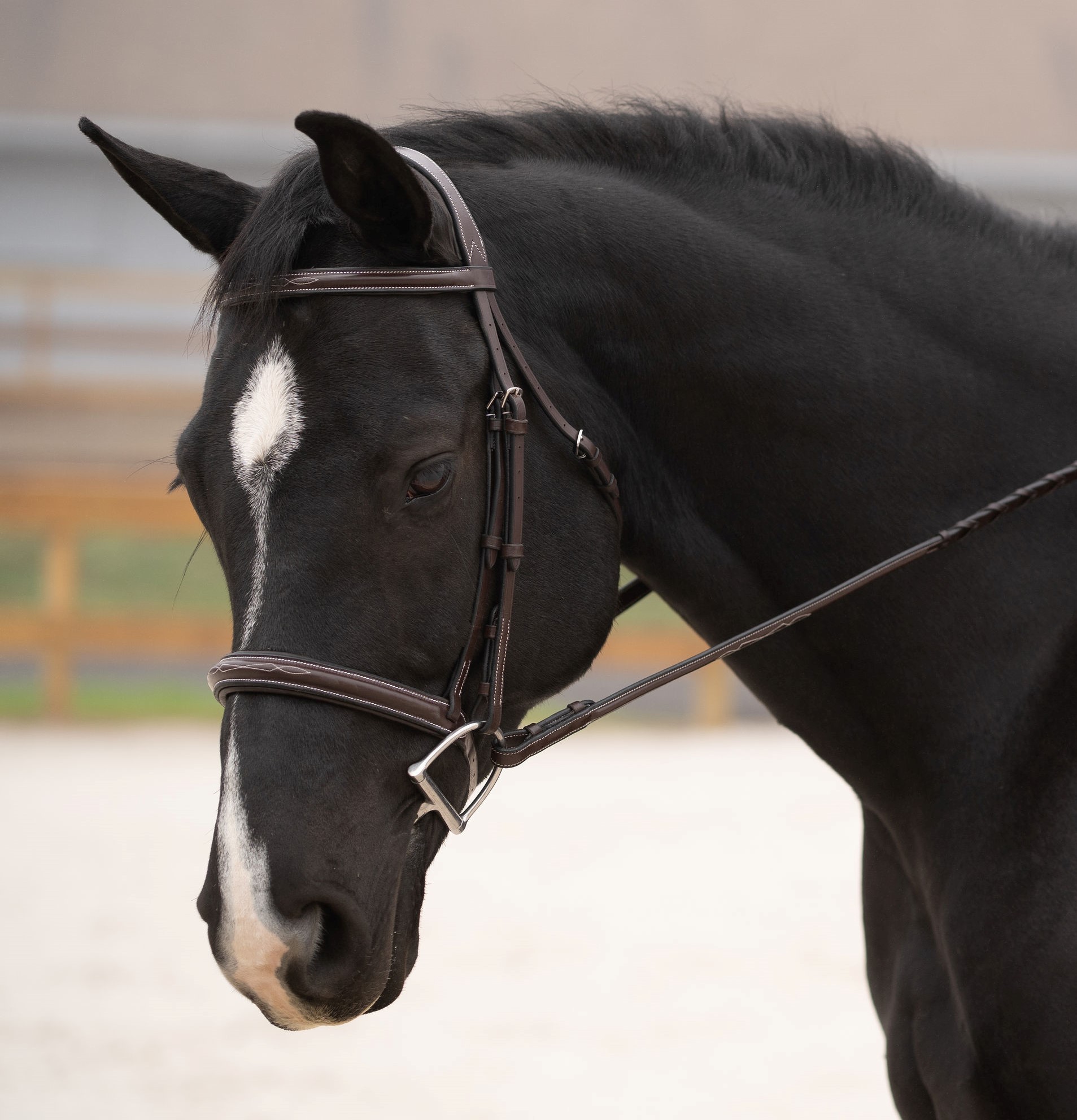 A cornerstone of the Black Oak hunter bridle collection and best-seller, the Cyprus Bridle.