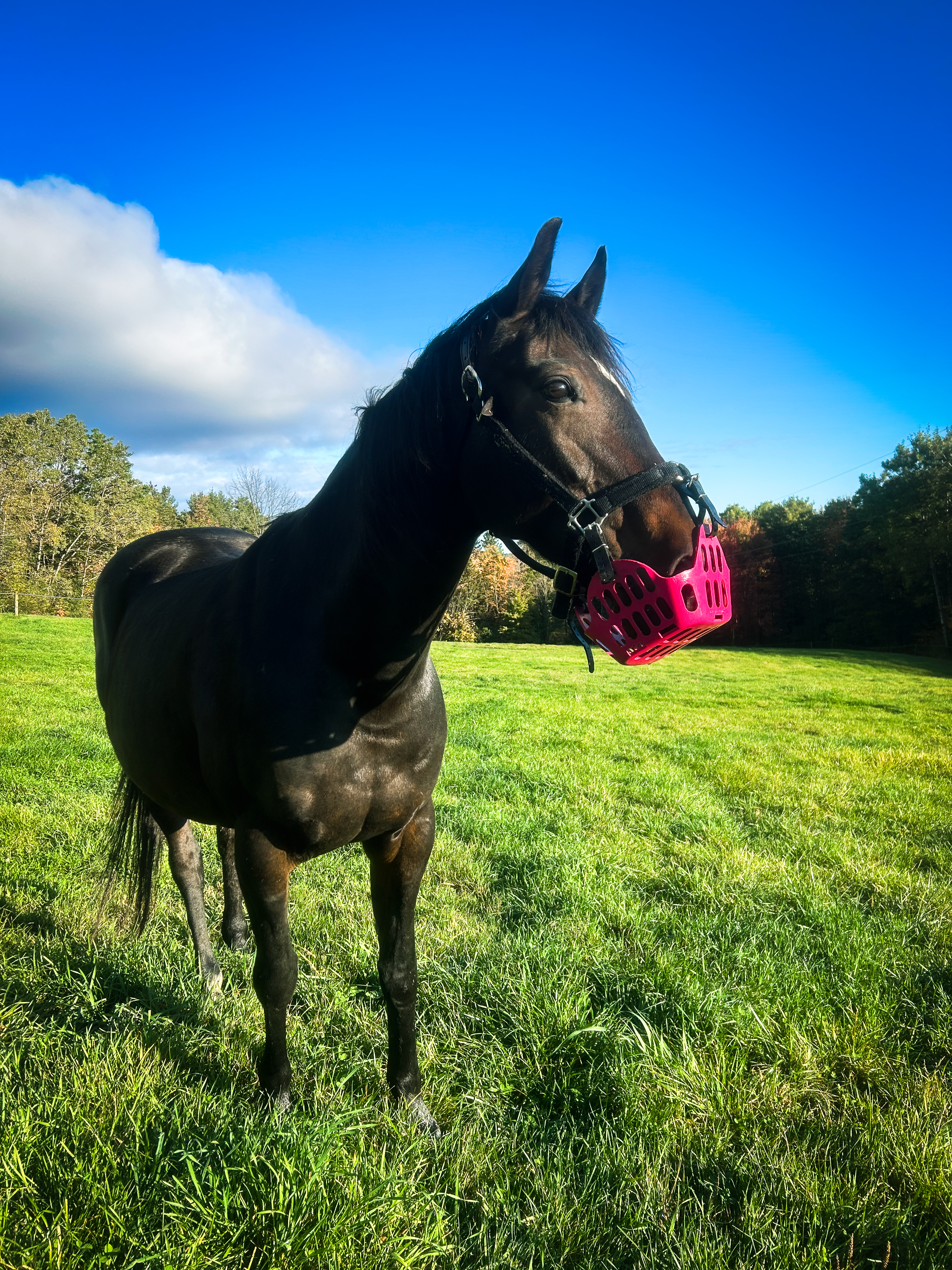 Horse eating in GreenGuard Grazing Muzzle